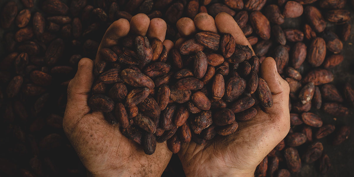 Zwei Hände voll mit Kakaobohnen